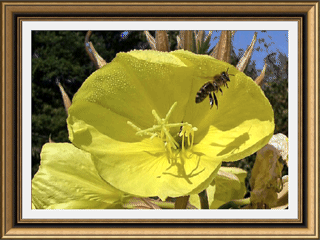 bee